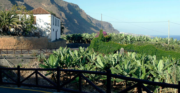 Platano Canarias